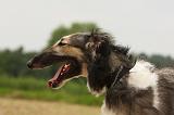 BARZOI 161